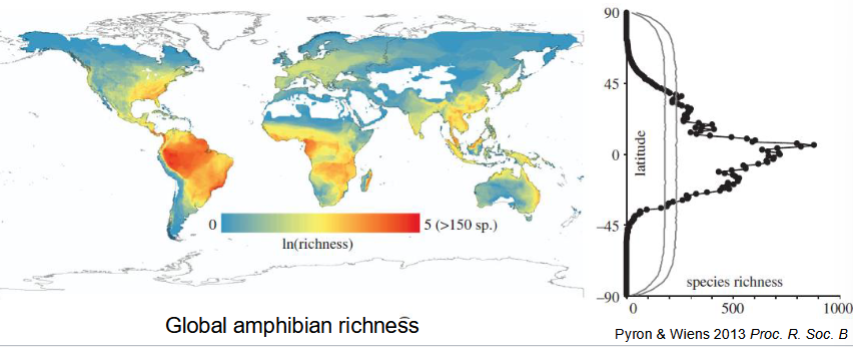 <p>diversity is highest in:</p><p>the tropics (vs the temperate zone)</p><p>at middle elevations (in mountains)</p><p>on land (vs in the water)</p><p>2 hypotheses to explain this gradient</p><p>e.g. frogs in the family Hylidae: species diversity is higher in the tropics, and hylids originated in the tropics</p>