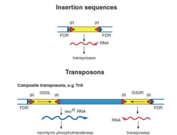 <p>transposable elements are stretches of DNA that can move from one site to another, and are found across all three domains</p><ul><li><p><strong>insertion sequences</strong>- short DNA segments that code for transposase, flanked by <strong>inverted repeats</strong></p></li><li><p><strong>transposons</strong>- longer DNA segments, essentially two insertion sequences with an <strong>extra gene </strong>(or multiple) inbetween, which also gets moved as part of the transposon</p></li></ul><p></p>