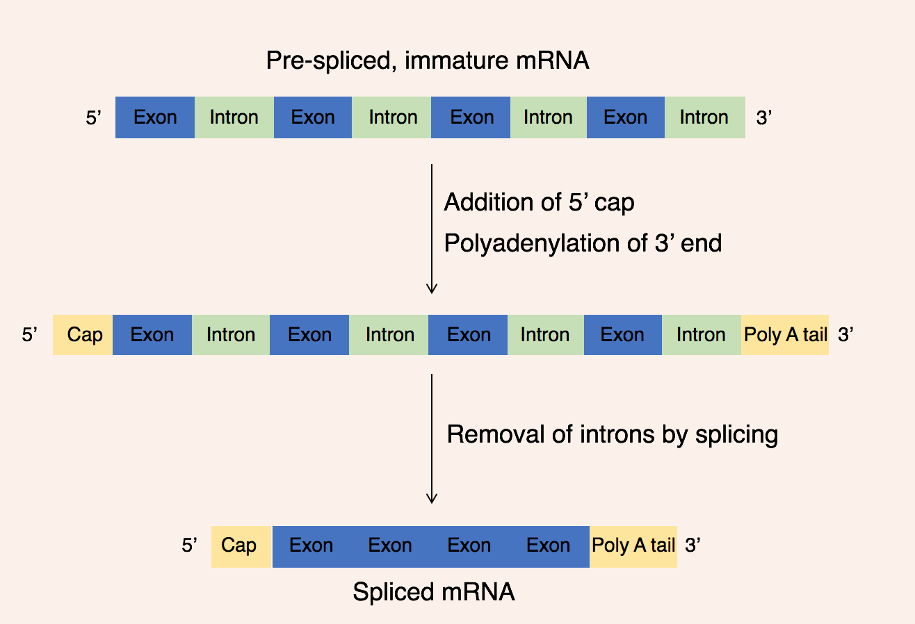 <p>Mature mRNA is a product of post transcription modification in the nucleus </p><p></p><ul><li><p>5’ cap and poly A tail added </p></li><li><p>exons spliced together</p></li></ul><p></p><p>The poly A tail slows the rate of degradation </p><p></p><p></p>