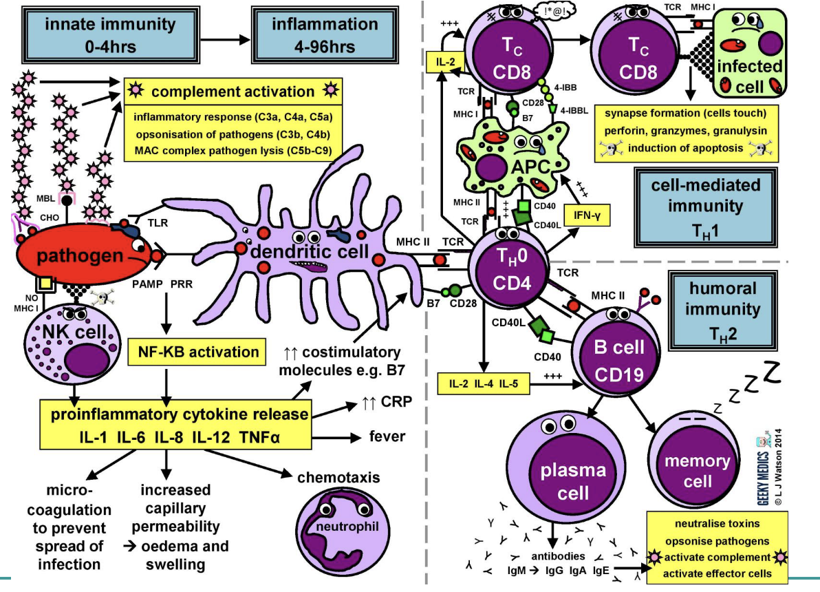 innate immunity -> adaptive immunity