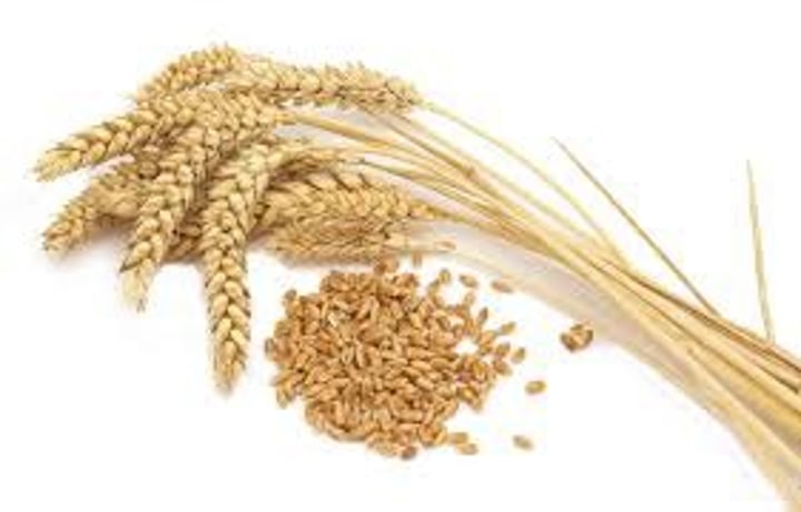 <p>A staple grain source for over a third of the world's population.</p>
