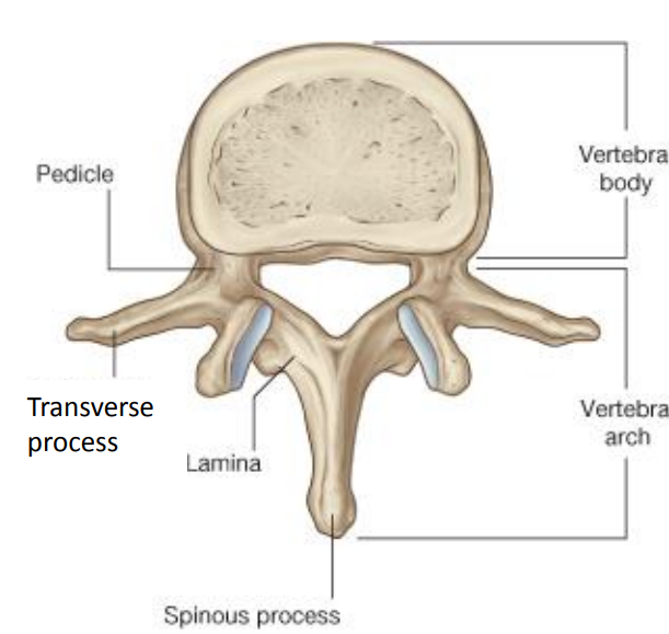 <p>A typical vertebra has seven processes: two transverse processes for muscle attachment and movement, one spinous process felt through the skin for muscle attachment and movement, and four articular processes that restrict movement.</p>