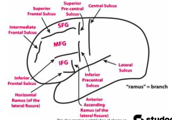 <p>central sulcus</p><p>precentral sulcus </p><p>superior and inferior prefrontal sulcus </p><p>inferior frontal sulcus</p><p>superior frontal sulcus </p>