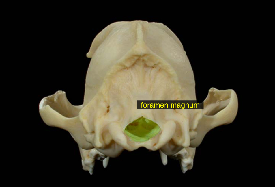 <p>big hole in the back of the skull where the spinal cord starts</p>