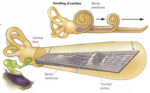 <p>A structure that runs the length of the cochlea in the inner ear and holds the auditory receptors, called hair cells.</p>