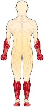 <p>a body part that is farther from the center of the body or the point of attachment of a limb or appendage</p>