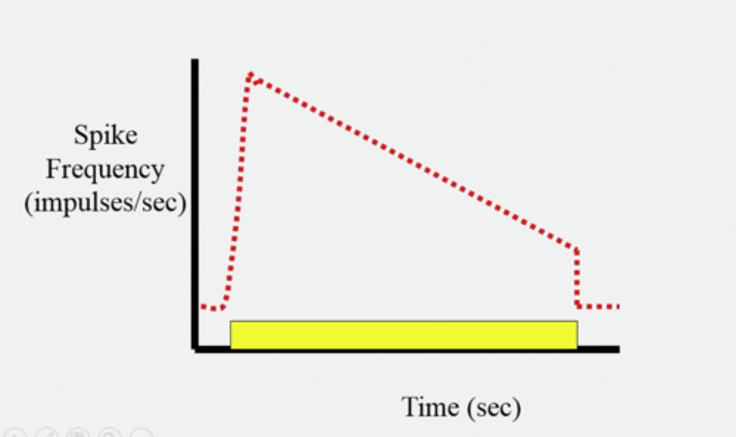 <p>A process by which a stimulus causes a decreasing frequency of action potentials (receptors get used to the stimulus)</p><p>Slow adaptation, tonic receptors: pain and cold receptors:</p><p>Rapid adapting, phasic receptors: pressure, smell, heat.</p>