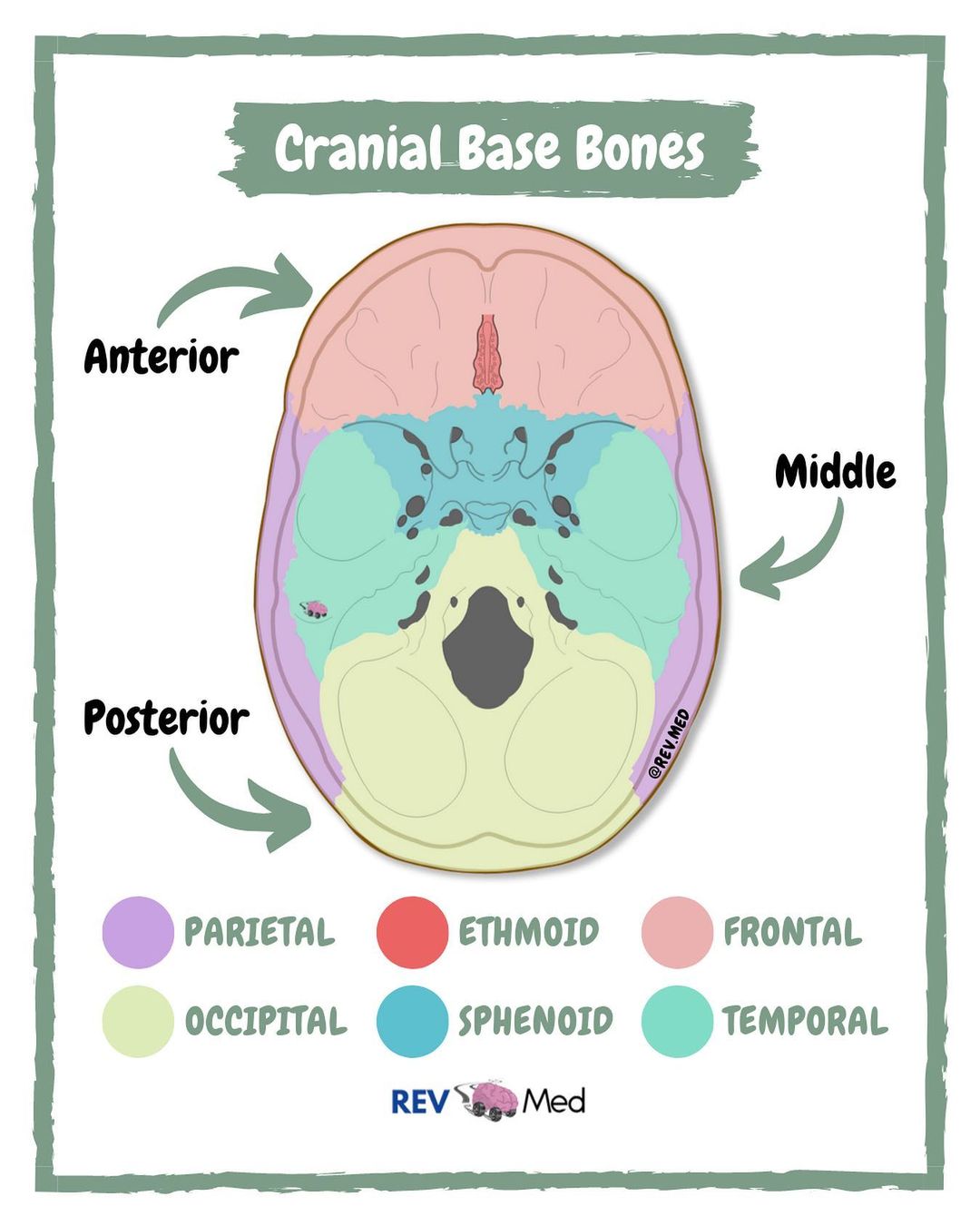 <p>Cranial base</p>