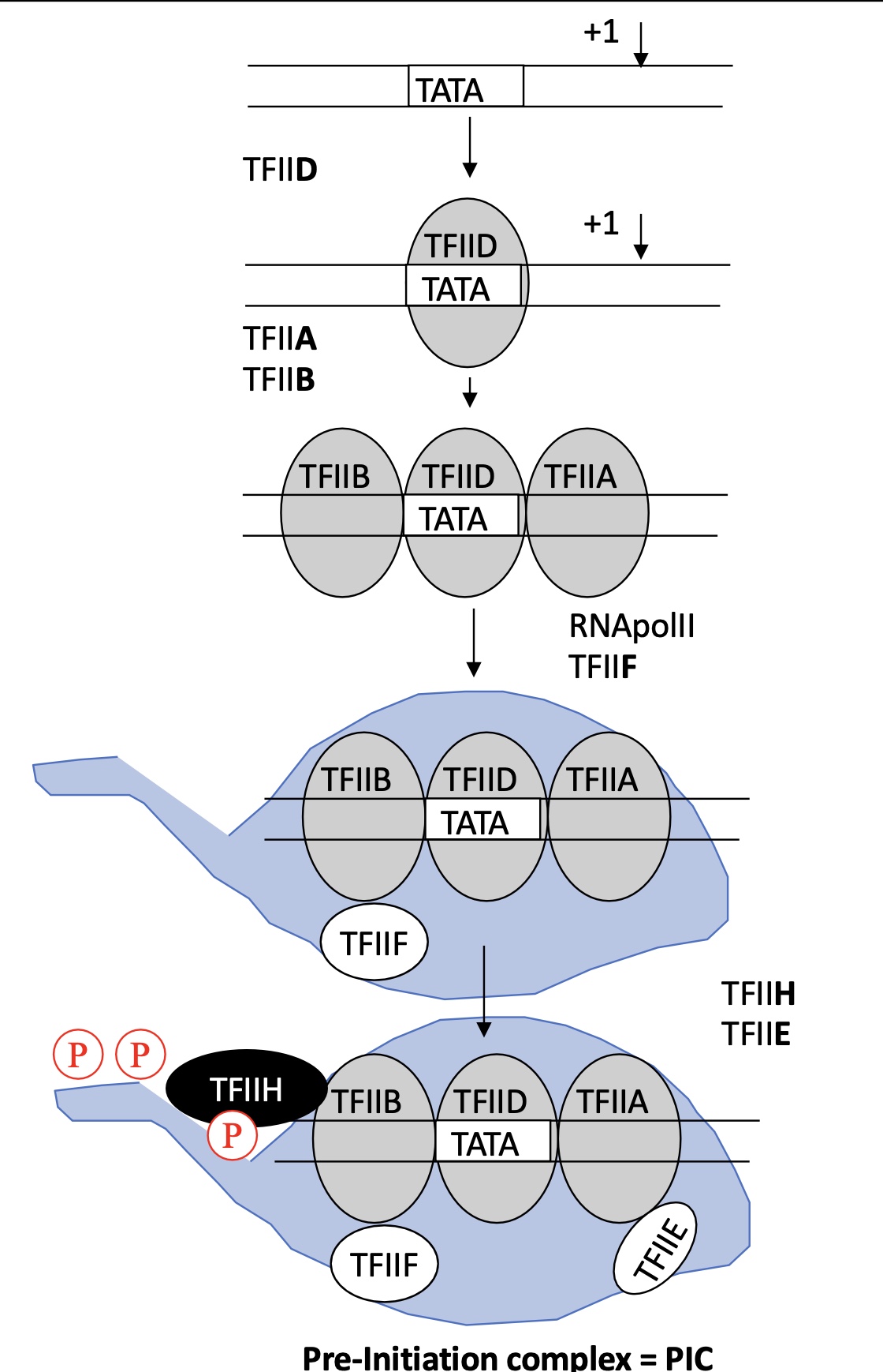 <ul><li><p>TFIID binds to TATA box ( and other sequences but for a lesser affinity)</p></li><li><p>TFII A and B bind to TFIID</p></li><li><p>TFIIF helps the fixation of RNA pol II to the TFII B/D/A</p></li><li><p>TFII E &amp; F and TFIIH binds to the RNA pol II</p><ul><li><p>TFIIH = kinase that phosphorylates SER 2 &amp; 5 on the CTD</p></li></ul></li></ul><p>==&gt; Pre-Initiation complex <strong>PIC</strong></p><p></p>