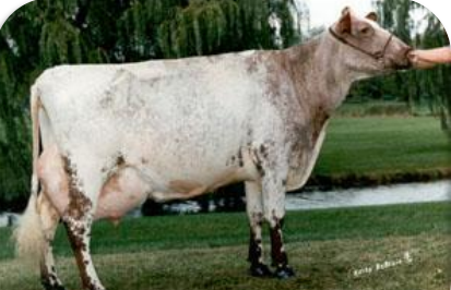 <p>Origin: Northeastern England in the Valley of the Tees River<br>Can range in colors from either red, red and white, white or roan <br>Most versatile of all breeds <br>Originally used for meat, later developed more for the milking industry </p>