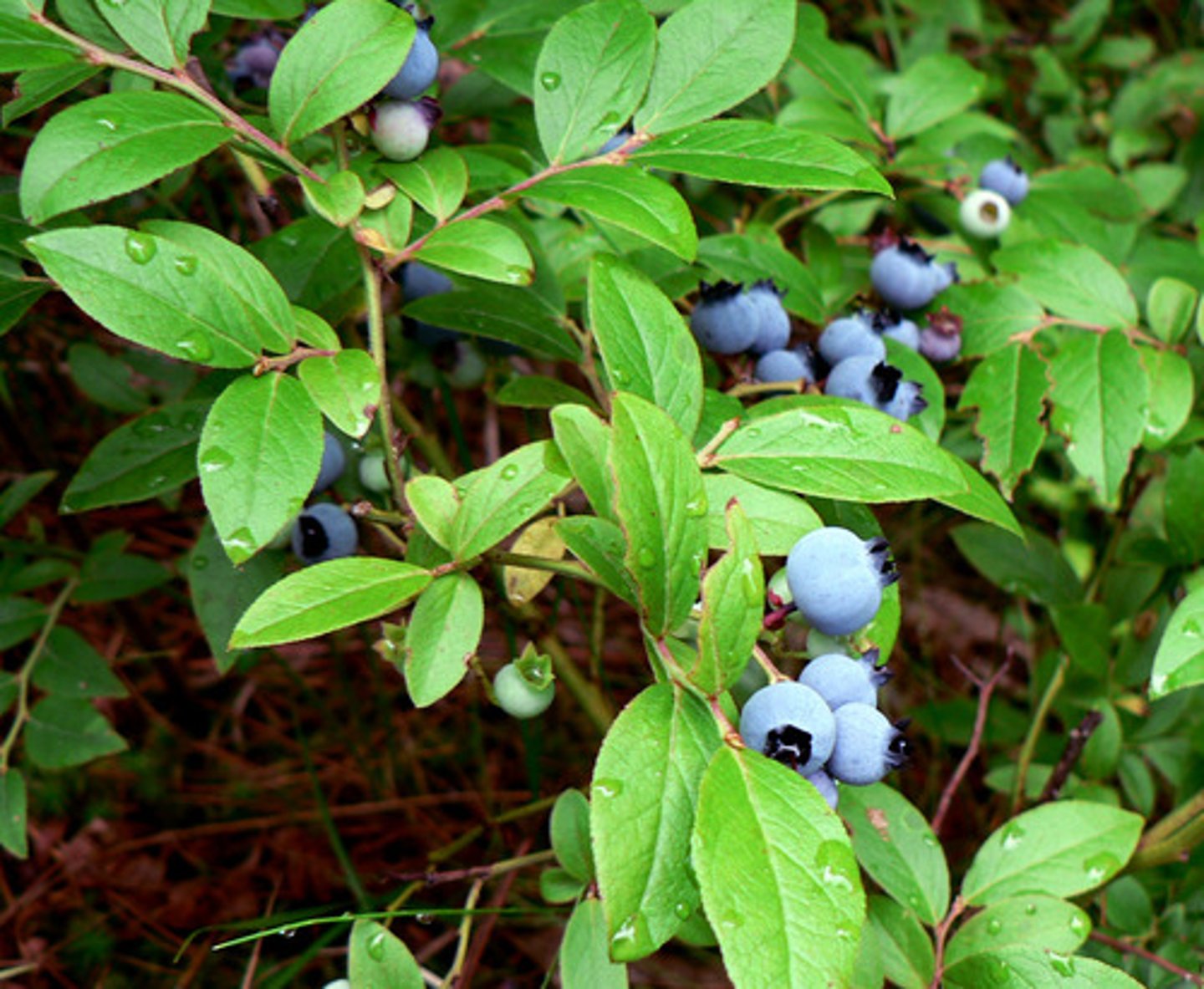 <p>rabbit-eye blueberry</p>