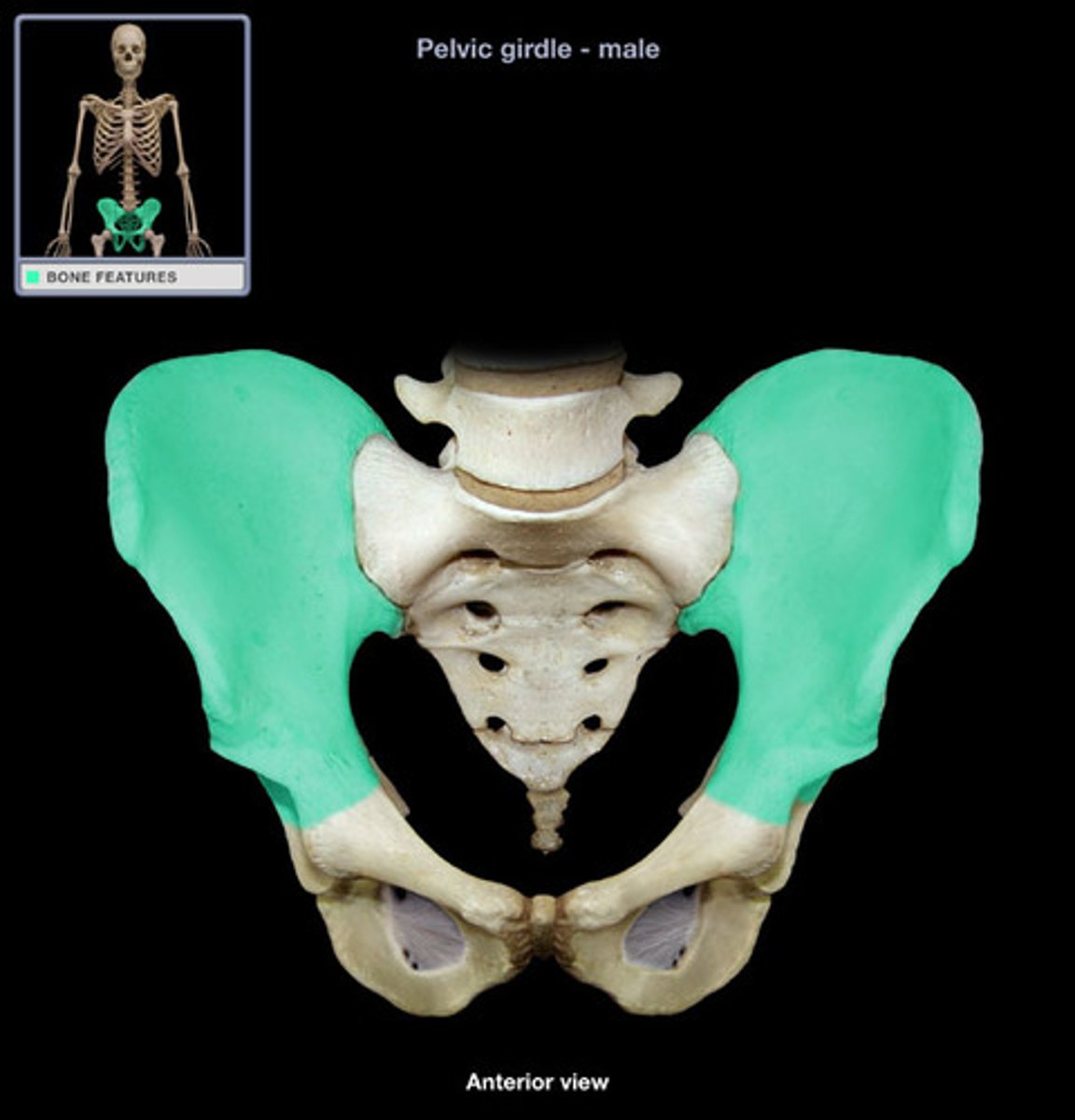 <p>large broad bone forming the upper part of each half of the pelvis</p>