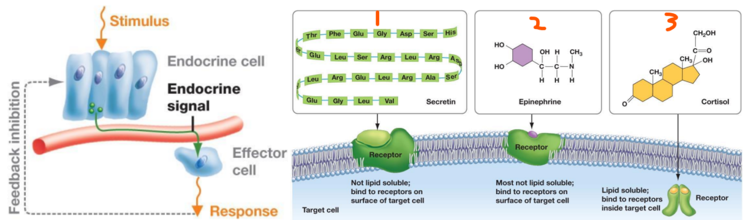 <p>Hormones Basics and Types:</p><ul><li><p>Are chemical signals from the ___ system that are secreted into the ___ system</p></li><li><p>Small ___</p></li><li><p>Act on ___ ___</p></li><li><p>Usually involved in ___ or ___ receptors</p></li><li><p>Functions:</p><ul><li><p>Changing ___ ___</p></li><li><p>Activate/inactivate ___ or ___ ___</p></li></ul></li><li><p>3 Types:</p><ol><li><p>___</p></li><li><p>___ derivatives</p></li><li><p>___</p></li></ol></li></ul><p></p>