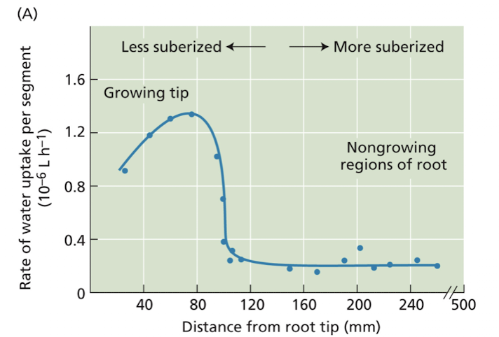 <p>growing tip>non growing regions of root</p>