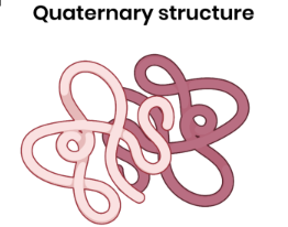 <p>● <strong>More than one polypeptide</strong> chain</p><p>● Formed by interactions <strong>between polypeptides</strong> (hydrogen bonds, ionic bonds, disulfide bridges)</p><p></p><p></p>