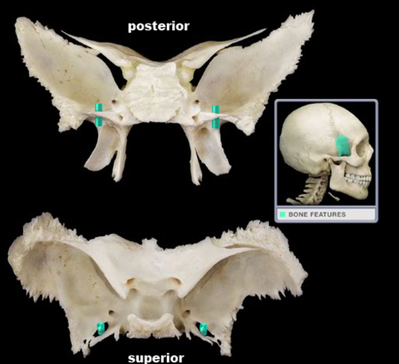 knowt flashcard image