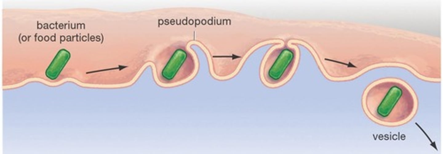 <p>A type of endocytosis where the cell engulfs large particles, such as bacteria or food, often referred to as 'cell eating'.</p>