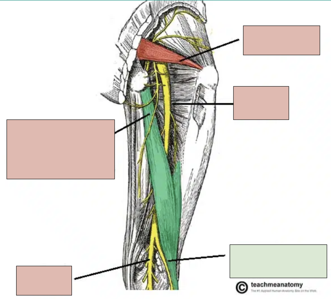 <p><span style="background-color: transparent;"><span>branch of sciatic nerve; innervates top of foot and anterior compartment of leg</span></span></p>
