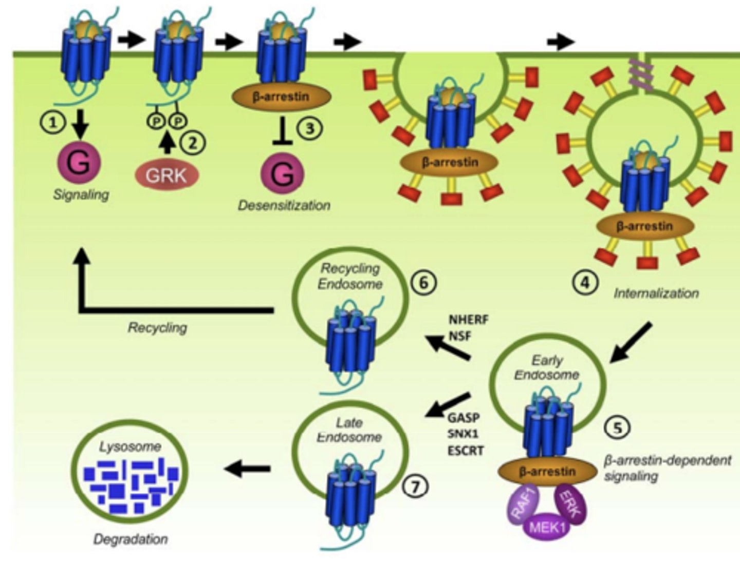 <p>Phosphorylation of GPCRs by specific GRKs</p>