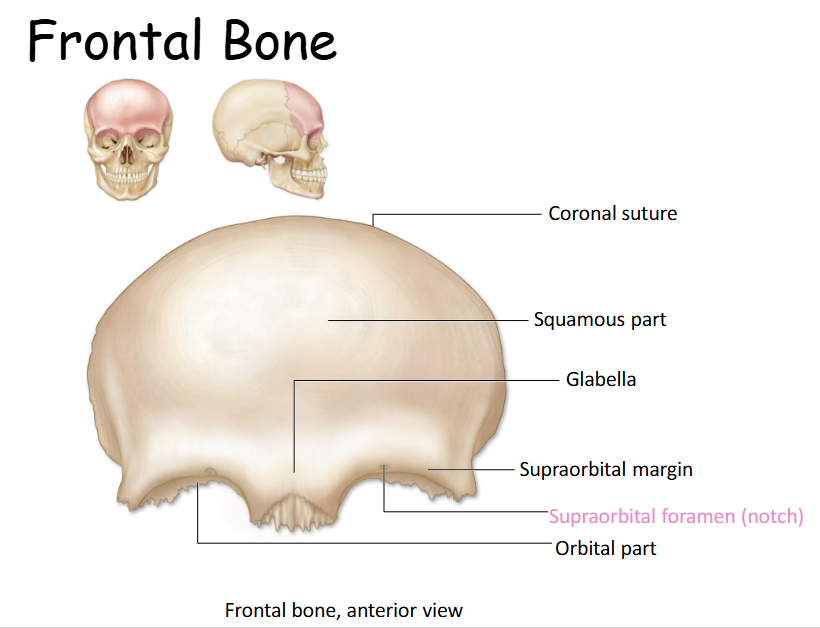 <p>Forms superior and anterior parts of the skull and part of the anterior cranial fossa. </p>