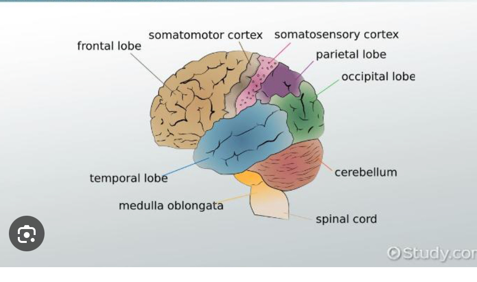<ul><li><p><strong>in the parietal lobe of the brain, specifically behind the central sulcus</strong>.</p></li><li><p>It is primarily found on the postcentral gyrus.</p></li></ul><p></p>