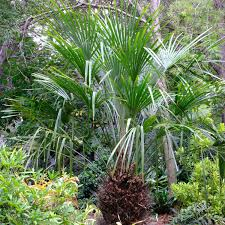 <p>Needle Palm</p>