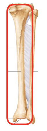<p>Name this part of the appendicular skeleton’s leg</p>