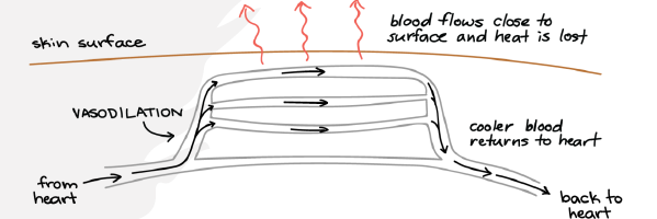 <p>▪ In almost all areas of the body, the skin blood vessels become intensely dilated. This dilation is caused by inhibition of the sympathetic centers in the posterior hypothalamus which normally causes vasoconstriction.<br>▪ Full vasodilation can increase the rate of heat transfer to the skin as much as eightfold</p>