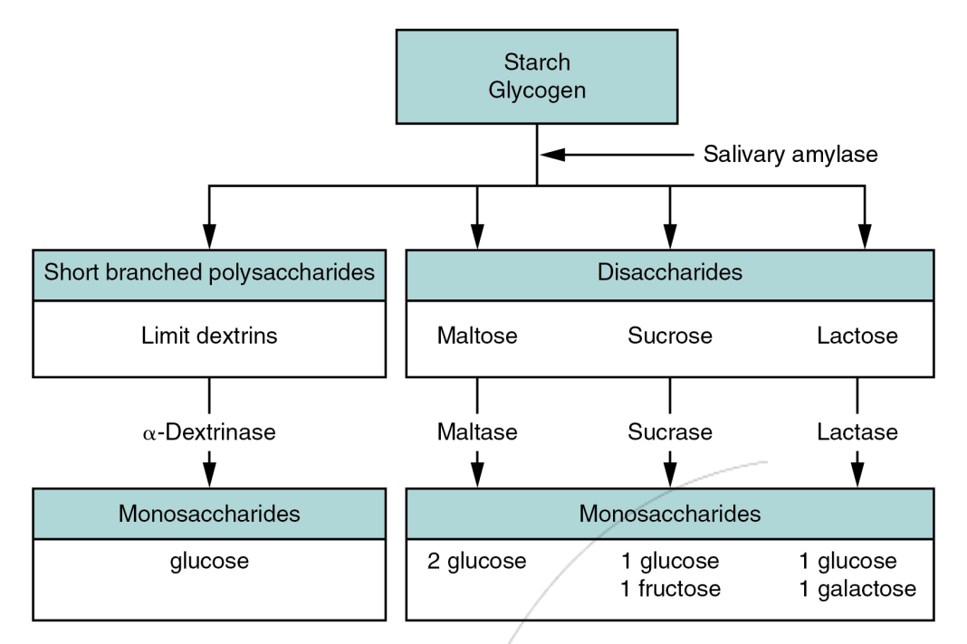 <ol><li><p><em><u>Begins in oral cavity</u></em> (salivary amylase breakd down carbohydrates)</p></li><li><p>Stomach is too acidic, inhibits amylase activity</p></li><li><p><em><u>Continues in small intestines</u></em> (pancreatic amylase, brush border enzymes) (secretin neutralises pH)</p></li></ol><p><strong>Digestion:</strong></p><p>Polymer → Monomers</p><p>Complex sugards into simple sugars</p><p><em>Complex sugars</em>: Polysaccharides</p><p><em>Simple sugars</em>: Monosaccharides &amp; disaccharides</p>
