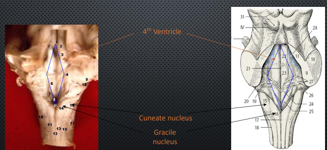 <p></p><ul><li><p>4th Ventricle</p></li><li><p>Cuneate Nucleus</p><ul><li><p>Upper Body</p></li></ul></li><li><p>Gracile Nucleus</p><ul><li><p>Lower Body</p></li></ul></li></ul><p></p>