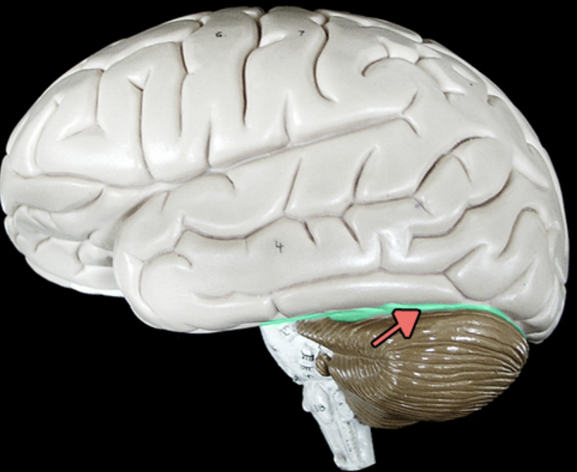 <p>separates cerebrum from cerebellum</p>