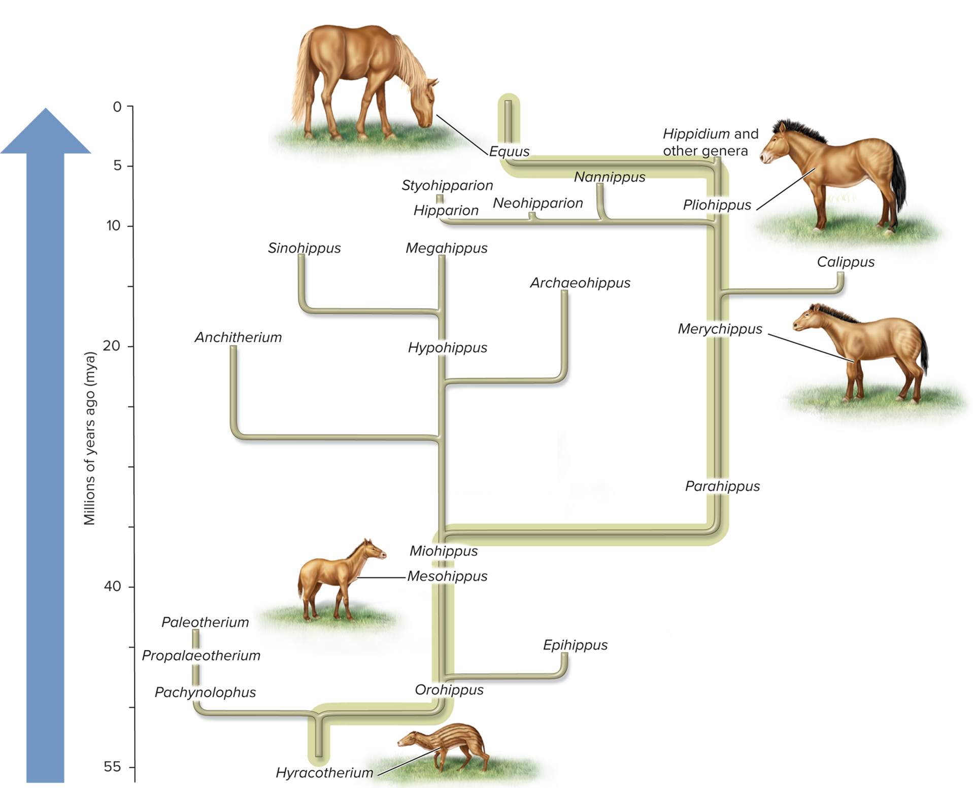 <ul><li><p>The diversity of life evolved over time by processes of mutation, natural selection, and genetic exchange </p></li><li><p>As a result populations become better adapted to the environment in which they live </p></li></ul>