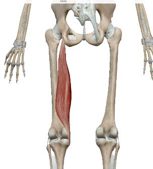 <p>Semi Membraneux</p>