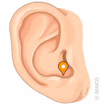 <p>what part of the ear is this</p>