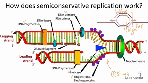 <p>Replikation eller replikering är den process som dubblerar DNA-molekylen vid celldelningen så att en kopia av molekylen kan hamna i varje dottercell. På så sätt förs den genetiska informationen vidare från cellgeneration till cellgeneration.</p>