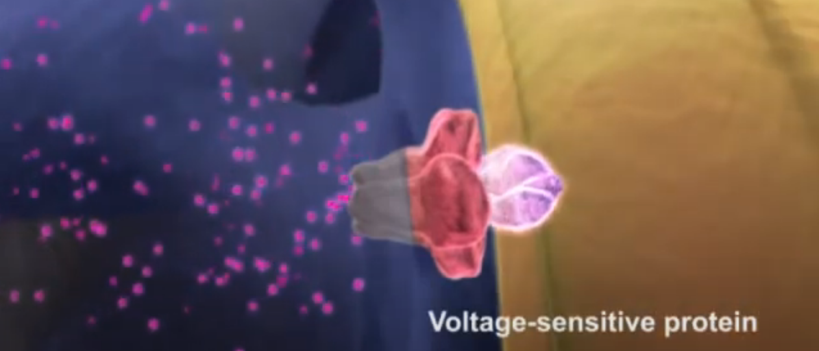 <ul><li><p><span>There is only <strong>one step</strong> in this process, which is that </span><em>the </em><strong><em>action potential travelling down a transverse tubule</em></strong><em> causes a </em><strong><em>voltage-sensitive protein</em></strong><em> to </em><strong><em>change shape</em></strong><em>, opening a </em><strong><em>calcium release channel</em></strong><em> in the </em><strong><em>sarcoplasmic reticulum,</em></strong><em> which allows </em><strong><em>lots of Ca<sup>2+</sup> to enter the sarcoplasm</em> </strong></p></li></ul><p></p>