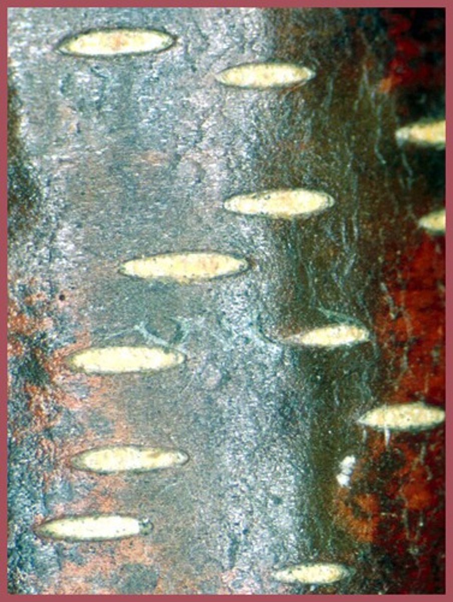 knowt flashcard image