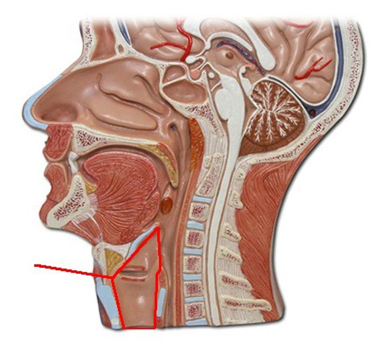 <p>Identify the structure, organ, or bone.</p>