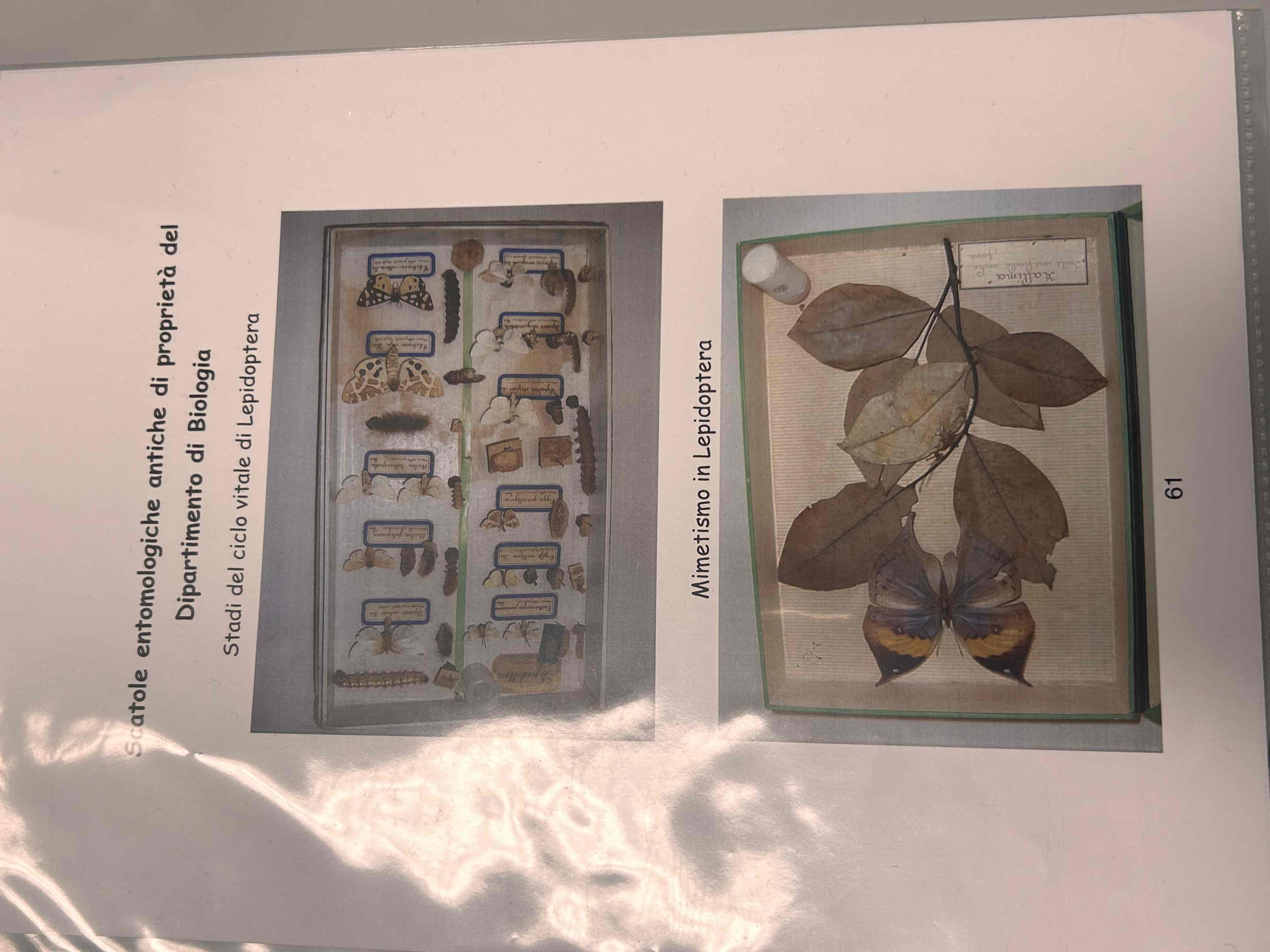 <p>Artropodi</p><p>Esapodi</p><p>Insetti</p><p>Pterygota</p><p>Neotteri</p><p>Olometaboli</p><p>Lepidotteri</p>