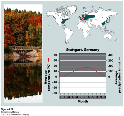 Forest in a temperate region, characterized by trees that drop their leaves annually