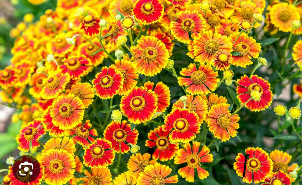 <p><span>Helenium autumnale</span></p><p><span>Sneezeweed</span></p>