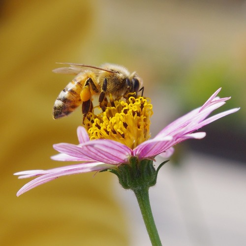 The impact of neonicotinoids on pollinating insects such as bees is a cause for concern. Because they are systemic chemicals absorbed into the plant, neonicotinoids can be present in pollen and nectar which are consumed by flower-visiting insects such as bees. Bees exposed to neonicotinoids can experience problems with flight and navigation, reduced taste sensitivity, and slower learning of new tasks, all of which impact foraging ability and hive productivity.