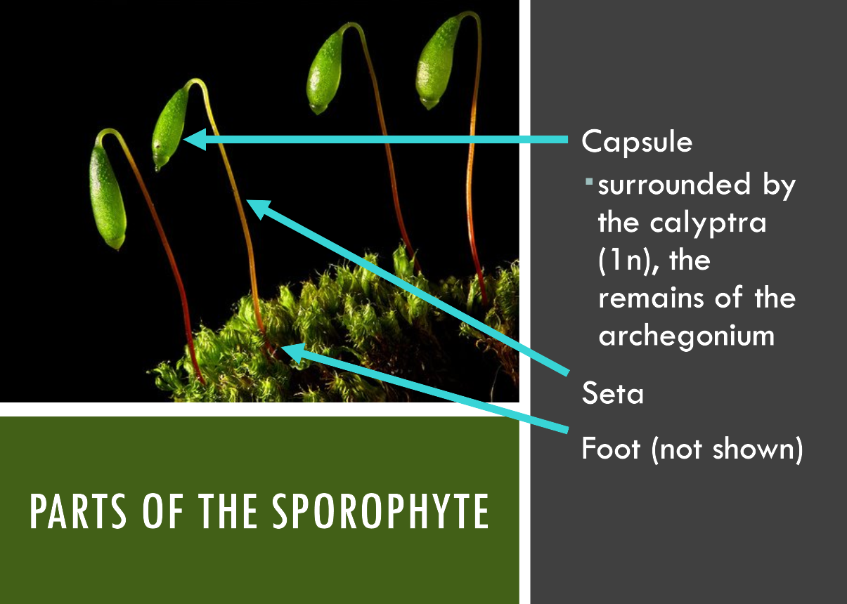 <p><span style="line-height: 16.1875px;"><span>Leftover remains of the parent archegonia; the epidermal tissue of the old archegonia because they are only used once&nbsp;</span></span></p>