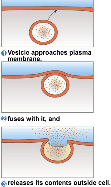 <p>• Materials exit cell</p><p>• Membrane surface area increases (since the vesicle fuses with the pm).</p>