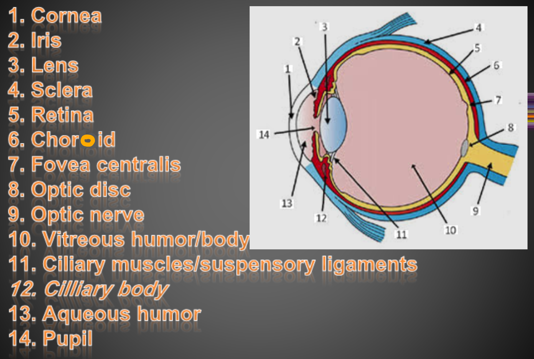 knowt flashcard image