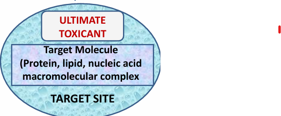 <ul><li><p>Protein</p></li><li><p>lipid</p></li><li><p>nucleic acid macromolecular complex</p></li></ul><p></p>