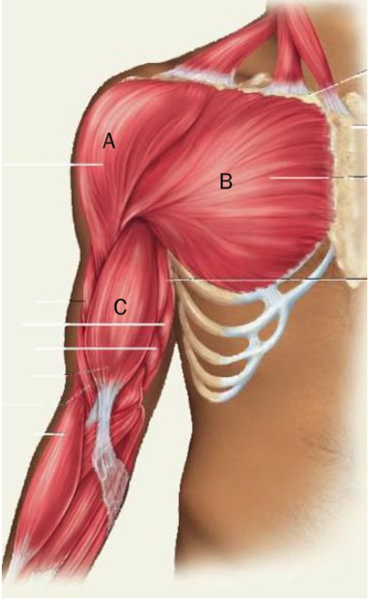 <p>What is A of these anterior muscles</p>
