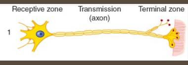 <p><strong>Motor Neurons</strong></p><p>-________; facilitate ____________/physiologic responses </p><p>-Transmit _____ commands from CNS to _________ or glands to elicit a response </p><p>-CNS → motor neuron → effector tissue</p><p>-Typically __________ and heavily myelinated </p>