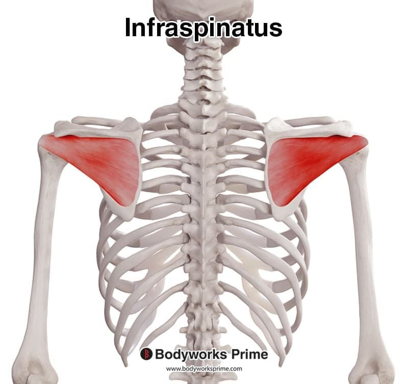 <p><span>Stabilize shoulder joint; assist rotation of humerus.</span></p>