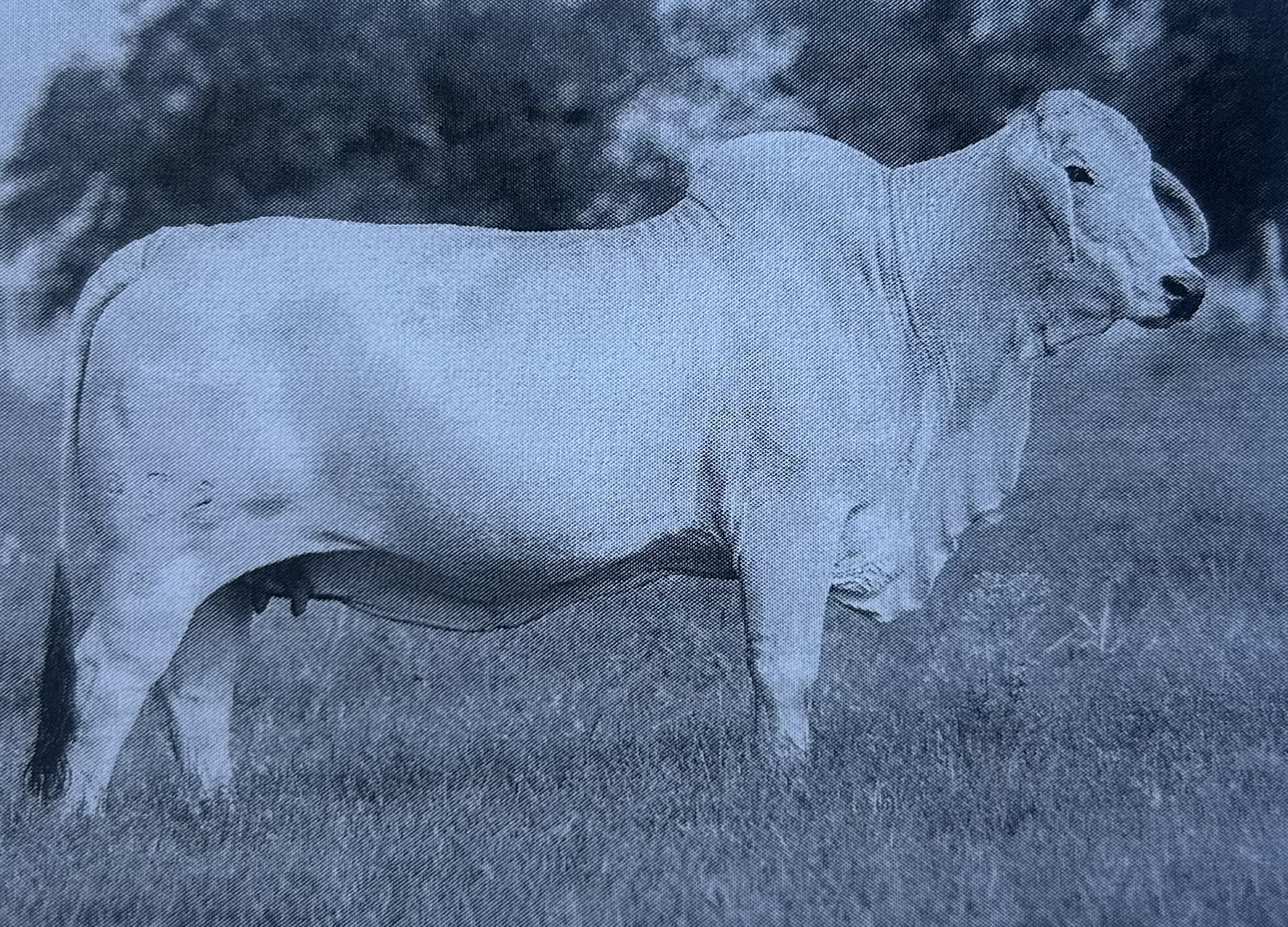<p>Brahman </p>